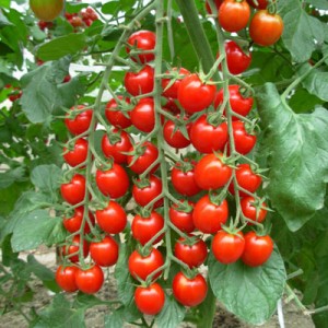 Cà chua Cherry đỏ