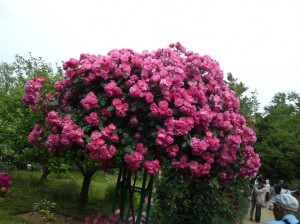 Hoa hồng thân gỗ Tree Rose